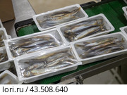 Заготовка рыбной продукции на рыболовецком судне в Баренцевом море. Стоковое фото, фотограф Николай Гернет / Фотобанк Лори