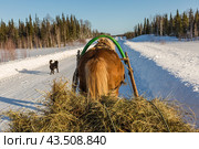 Тягловые лошади в Мезенском районе Архангельской области. Стоковое фото, фотограф Николай Гернет / Фотобанк Лори