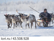 Гонки на оленях по Канинской тундре в Ненецком автономном округе (2013 год). Стоковое фото, фотограф Николай Гернет / Фотобанк Лори