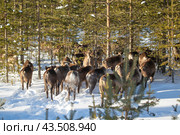 Олени в лесах Архангельской области. Стоковое фото, фотограф Николай Гернет / Фотобанк Лори