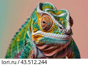 Close up of a colorful chameleon, Chamaeleo calyptratus. Стоковое AI-изображение, AI-художник Васильева Юлия / Фотобанк Лори