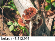 Daedaleopsis tricolor on the tree birch. Стоковое фото, фотограф Ольга Ильина / Фотобанк Лори