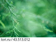 Asparagus plant in dew drops. natural background with copy space. Стоковое фото, фотограф Ольга Ильина / Фотобанк Лори