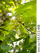 Плоды ореха айлантолистного (Орех Зибольда) (Juglans ailantifolia Carriere) Стоковое фото, фотограф Ирина Борсученко / Фотобанк Лори