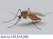 Close-Up of a Mosquito on a White Background. Стоковое AI-изображение, AI-художник Юлия Гапеенко / Фотобанк Лори