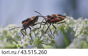 Клопы тропидоторакс ластовневый (Tropidothorax leucopterus) едят нектар на белом цветке. Стоковое видео, видеограф Mixail59 / Фотобанк Лори
