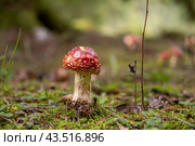 Autumnal background. Amanita muscaria mushroom in a forest. Harvest fungi. Fly agaric, wild poisonous red mushroom against a brown fallen leaves. Fall season. Red-headed hallucinogenic toxic fungus. Стоковое фото, фотограф Марина Демидюк / Фотобанк Лори