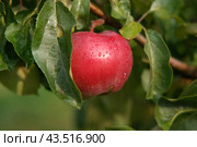 Ripe Apples in the Apple Orchard before Harvesting. Big Red delicious Apples Hanging from a Tree Branch in the Fruit Garden at Fall Harvest. Basket of Apples. Autumn Cloudy Day, Soft Shadow. 4K. Стоковое фото, фотограф Марина Демидюк / Фотобанк Лори