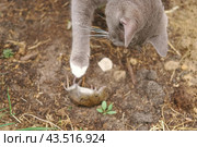Cat catches a mouse. Cat catching a mice outdoors in a garden backyard. Gray kitten playing with captive little gerbil mouse in a grass. Cats&mice. Stripped feline hunting the mouse on a farm. Стоковое фото, фотограф Марина Демидюк / Фотобанк Лори