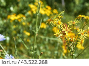 Meadow krestovnik or Jacobea vulgaris and green grasshopper. Стоковое фото, фотограф Сергей Ерастов / Фотобанк Лори