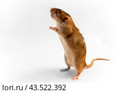 Крыса стоит на задних лапах и хвосте на белом фоне A rat stands on its hind legs and tail on a white background. Стоковое фото, фотограф Станислав Самойлов / Фотобанк Лори
