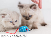 Два голубоглазых котенка окраса колор-поинт играют с синей игрушкой мышкой. Стоковое фото, фотограф Наталья Гармашева / Фотобанк Лори