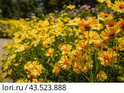 A field of yellow flowers with a few pink flowers in the background. The flowers are in full bloom and the colors are vibrant. Стоковое фото, фотограф svetograph / Фотобанк Лори