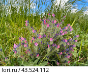 Flowering Judean viper's bugloss (lat.- Echium judaeum) (2024 год). Стоковое фото, фотограф Irina Opachevsky / Фотобанк Лори