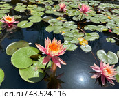 Flowering pink lotus closeup (Lat. - nymphaea caerulea) Стоковое фото, фотограф Irina Opachevsky / Фотобанк Лори