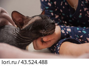 A dark-colored Sphynx cat basks in the caresses of a person. Стоковое фото, фотограф Evgenii Predibailo / Фотобанк Лори