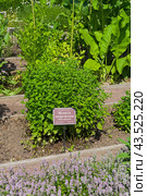 Мелисса лекарственная (lat. Melissa officinalis) на грядке с лекарственными растениями в Аптекарском Огороде (филиал ботанического сада МГУ). Москва. Июль, солнечно. Стоковое фото, фотограф Сергей Рыбин / Фотобанк Лори
