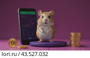 Cartoon hamster on purple platform with Bitcoin coins on Vibrant Pink and Blue Background. Hamster kombat game on cryptocurrency mining, concept of mini games on cryptocurrency earning. Стоковое AI-видео, аниматор Терехова Марина / Фотобанк Лори