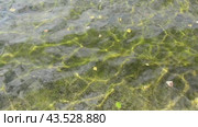 Вода с отраженным светом и листьями, рябь на поверхности моря у береговой линии и солнечные пятна на воде создают прекрасную картину. Стоковое видео, видеограф Александр Бушков / Фотобанк Лори