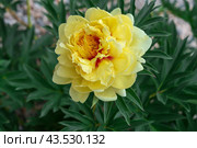 Желтый пион Ито-гибрид Бартзелла (Paeonia Itoh Hybrids Bartzella) Стоковое фото, фотограф Евгения Золкина / Фотобанк Лори