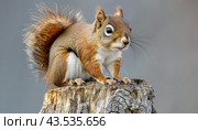 A squirrel displaying balance and agility on a tree stump, showcasing its furry tail. Стоковое AI-изображение, AI-художник Юрий Поздников / Фотобанк Лори