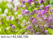 Sweet Allysum in bloom grows on a summer field, Lobularia maritima macro photo. Стоковое фото, фотограф EugeneSergeev / Фотобанк Лори