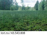 Blurred marsh vegetation close-up, mossy hummocks and sedge, with bllurred landscape on a background. Стоковое фото, фотограф Евгений Харитонов / Фотобанк Лори