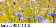 Summer landscape with bright blooming cornflowers in the field. Стоковое фото, фотограф Татьяна Яцевич / Фотобанк Лори