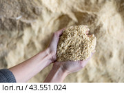 Handful of maize meal in hands of female farmer. Стоковое фото, фотограф Яков Филимонов / Фотобанк Лори