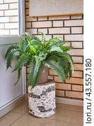 Home potted plant fern, nephrolepis, as decoration for interior. Стоковое фото, фотограф Ирина Кононова / Фотобанк Лори