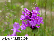 Буквица крупноцветковая (Betonica macrantha) (2024 год). Редакционное фото, фотограф Ирина Яровая / Фотобанк Лори