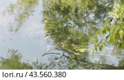 A vertical panorama of an urban overgrown pond on a hot summer day. Close-up. Стоковое видео, видеограф Ярославский Максим / Фотобанк Лори