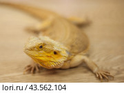 Agama is a genus of lizards from the agamidae family that lives in Africa. Стоковое фото, фотограф Evgenii Predibailo / Фотобанк Лори