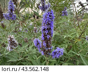 Chaste tree or chasteberry (lat.- Vitex agnus-castus) Стоковое фото, фотограф Irina Opachevsky / Фотобанк Лори