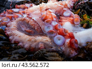 Свежевыловленный осьминог лежит на морских водорослях. Стоковое фото, фотограф Дмитрий УТКИН / Фотобанк Лори