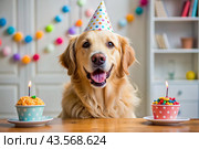 A golden fat retriever celebrates his birthday. The dog is sitting with a cake, balloons and flags at a pet's birthday party. Стоковое AI-изображение, AI-художник Photojuli / Фотобанк Лори