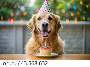 A golden fat retriever celebrates his birthday. The dog is sitting with a cake, balloons and flags at a pet's birthday party. Стоковое AI-изображение, AI-художник Photojuli / Фотобанк Лори