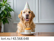 A golden fat retriever celebrates his birthday. The dog is sitting with a cake, balloons and flags at a pet's birthday party. Стоковое AI-изображение, AI-художник Photojuli / Фотобанк Лори