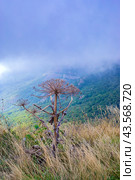 Борщевик Сосновского (лат. Heracleum sosnowskyi) Стоковое фото, фотограф Светлана Евтушенко / Фотобанк Лори