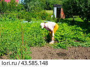 Красивая женщина пропалывает огород от сорняков. Стоковое фото, фотограф Роман Лукьянов / Фотобанк Лори