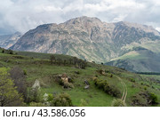Эгикхал. Село в Ингушетии. (2024 год). Стоковое фото, фотограф Константин Яковлев / Фотобанк Лори
