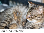 Felidae species with whiskers and fur, lying on blanket, staring at camera. Стоковое фото, фотограф Аксенова Вера / Фотобанк Лори