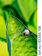 Самка паука-волка (Lycosidae) с прикрепленным к брюшку белым коконом с яйцами и её ловчая сеть на большом зелёном листу (2024 год). Стоковое фото, фотограф Владимир Устенко / Фотобанк Лори