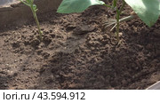 loosen the soil around the plant in the garden. Стоковое видео, видеограф Владимир Федоров / Фотобанк Лори