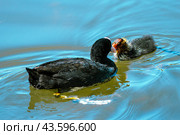 Лысуха (лат. Fulica atra) с птенцом. Стоковое фото, фотограф Головкова Елена / Фотобанк Лори