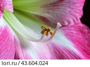 Beautiful pink hippeastrum flower close-up. Closeup of inflorescences with stamens and pestle. Стоковое фото, фотограф Лариса Гордеева / Фотобанк Лори