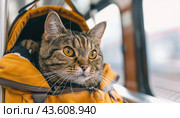 A cat with whiskers napping in a yellow backpack on a bus, looking content and relaxed. Стоковое AI-изображение, AI-художник Юрий Поздников / Фотобанк Лори
