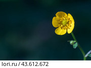 Yellow wildflower buttercup in bright sunlight. Pharmacy name: "Herb of caustic buttercup" (Ranunculus acris herba). Желтый полевой цветок лютик при ярком солнечном свете. Стоковое фото, фотограф Сергей Комаров / Фотобанк Лори
