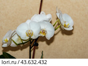 Фаленопсис белый. Стоковое фото, фотограф Владимир Шибаев / Фотобанк Лори
