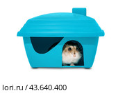 Rodent house on a white background. Djungarian hamster is looking out from a plastic house. Домик для грызунов на белом фоне. Джунгарский хомяк стоит у норы и смотрит из домика. Стоковое фото, фотограф Ира Орлова / Фотобанк Лори